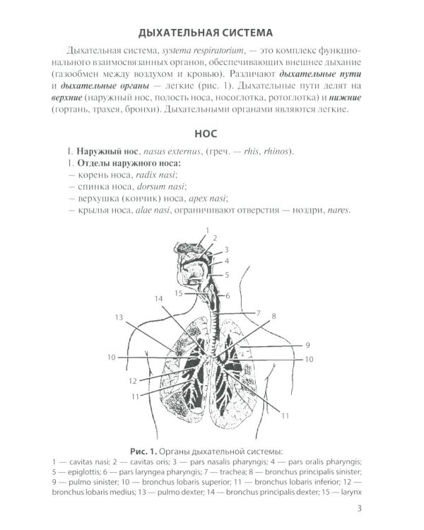 Анатомия дыхательной системы и сердца: Учебное пособие. 17-е изд., перераб. и испр