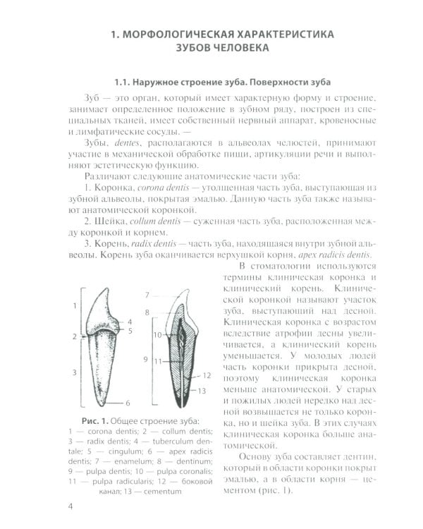 Анатомия зубов человека: Учебное пособие. 7-е изд., доп. и испр