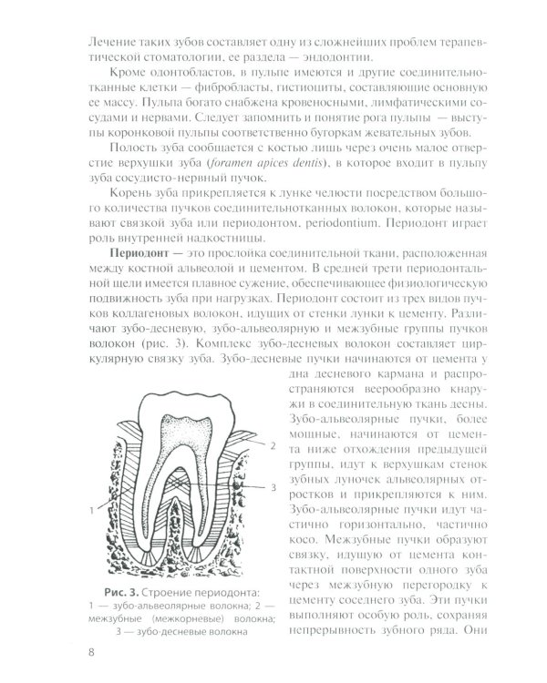 Анатомия зубов человека: Учебное пособие. 7-е изд., доп. и испр