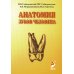 Анатомия зубов человека: Учебное пособие. 7-е изд., доп. и испр