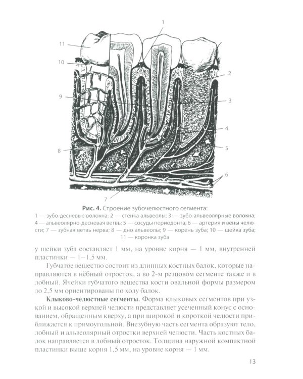 Анатомия зубов человека: Учебное пособие. 7-е изд., доп. и испр
