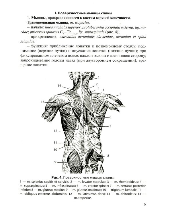 Анатомия мышечной системы (мышцы, фасции и топография): Учебное пособие. 18-е изд., перераб. и доп