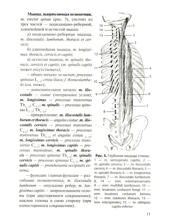 Анатомия мышечной системы (мышцы, фасции и топография): Учебное пособие. 18-е изд., перераб. и доп