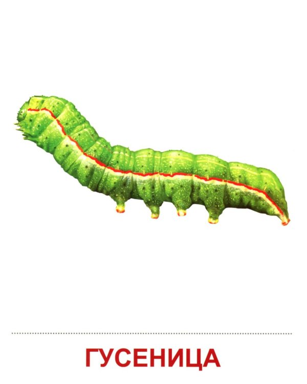 Насекомые (16 демонстрационных картинок с текстом)