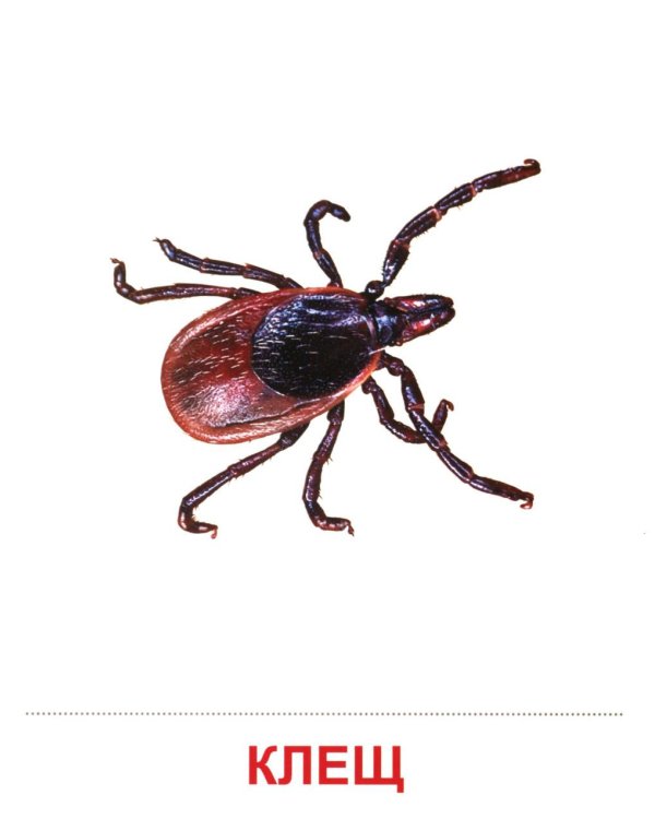 Насекомые (16 демонстрационных картинок с текстом)