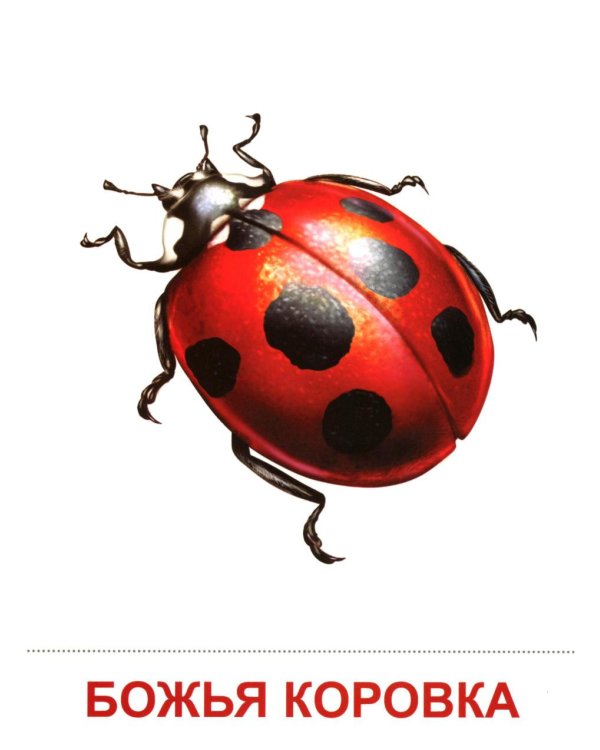 Насекомые (16 демонстрационных картинок с текстом)