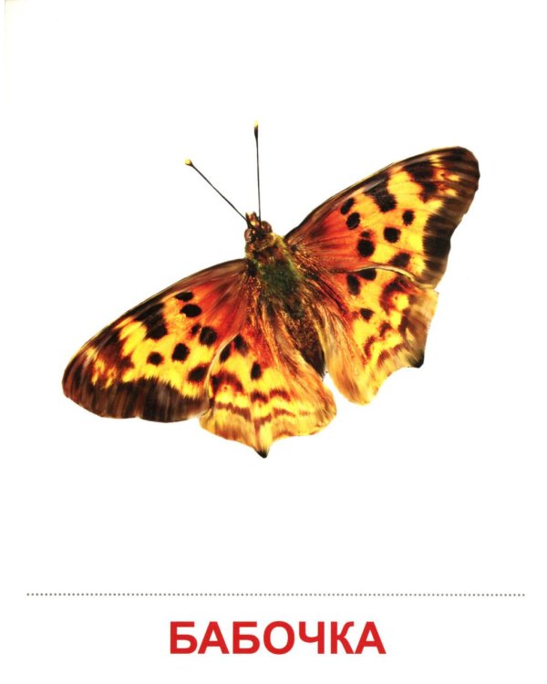 Насекомые (16 демонстрационных картинок с текстом)