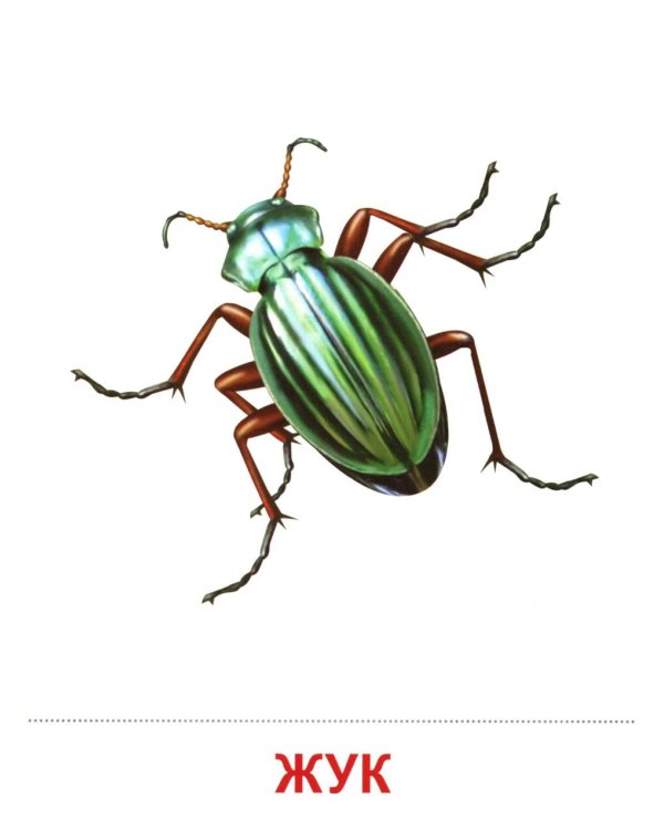 Насекомые (16 демонстрационных картинок с текстом)