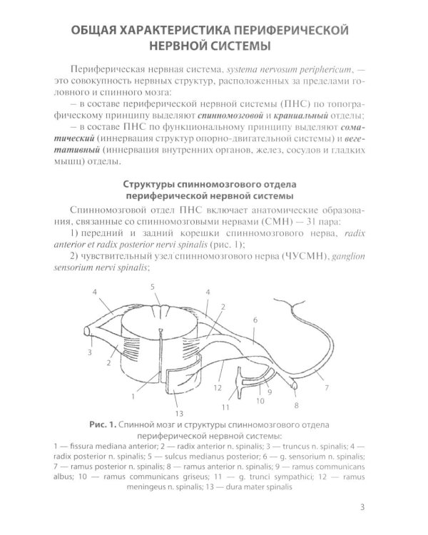 Функциональная анатомия спинномозговых нервов: Учебное пособие. 2-е изд., перераб. и доп