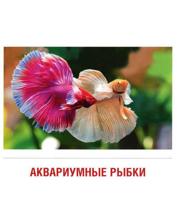 Демонстрационные картинки. Домашние питомцы: 16 демонстрационных картинок с текстом