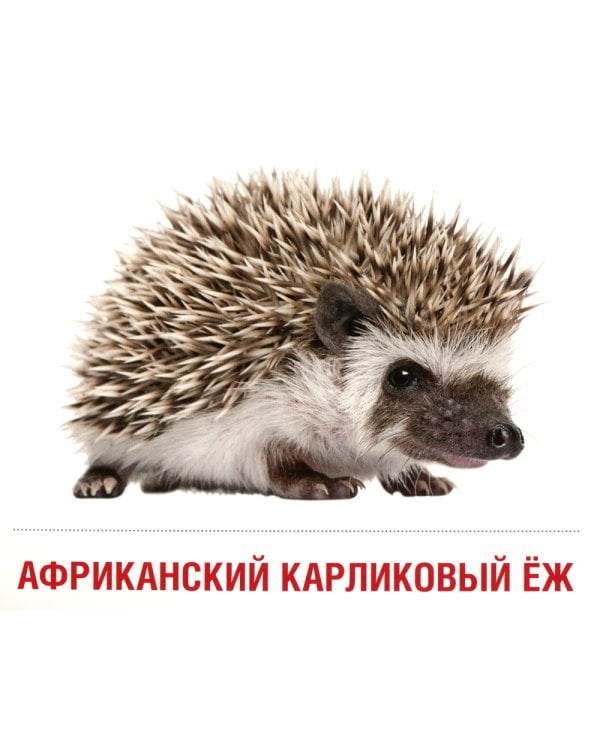 Демонстрационные картинки. Домашние питомцы: 16 демонстрационных картинок с текстом