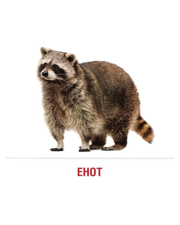 Демонстрационные картинки. Домашние питомцы: 16 демонстрационных картинок с текстом