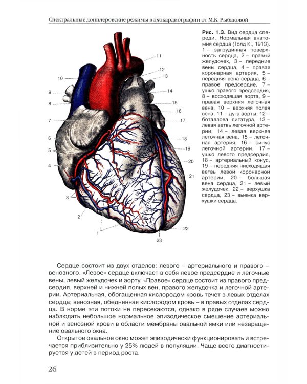 Спектральные допплеровские режимы в эхокардиографии от Рыбаковой М.К.
