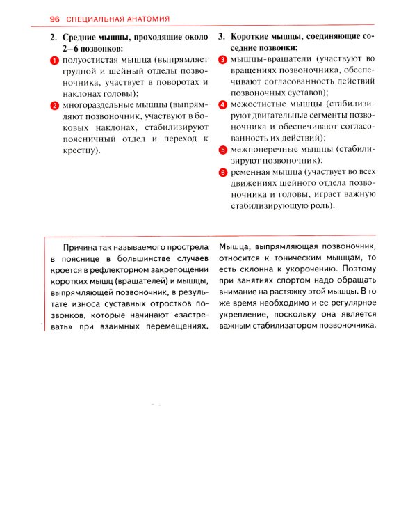 Спортивная анатомия