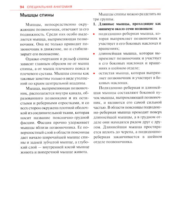 Спортивная анатомия
