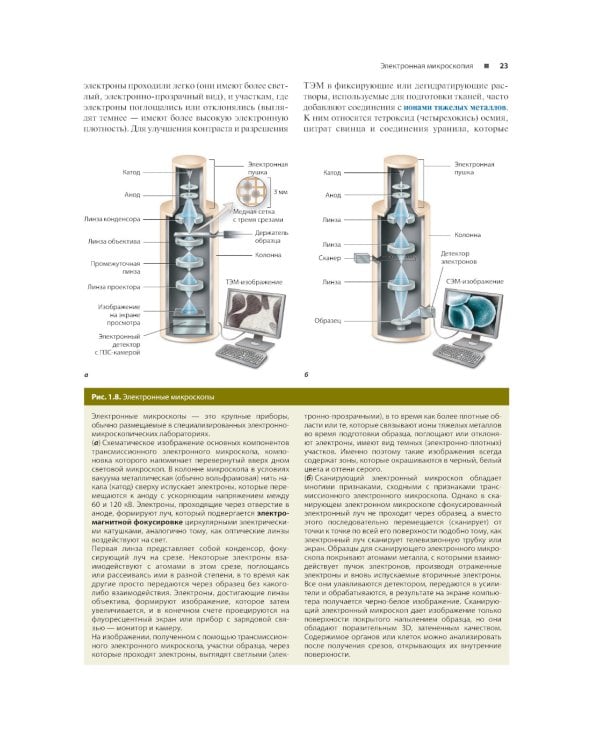 Гистология по Жункейре. Атлас: Учебное пособие