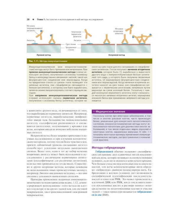 Гистология по Жункейре. Атлас: Учебное пособие