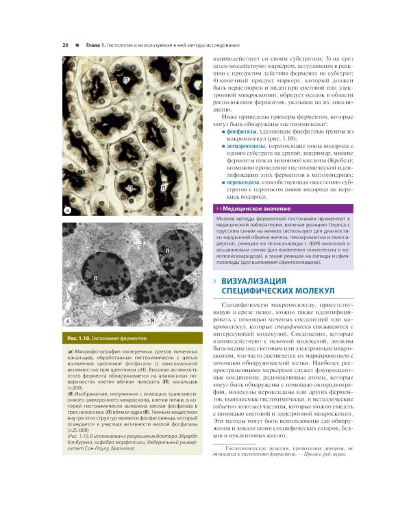 Гистология по Жункейре. Атлас: Учебное пособие