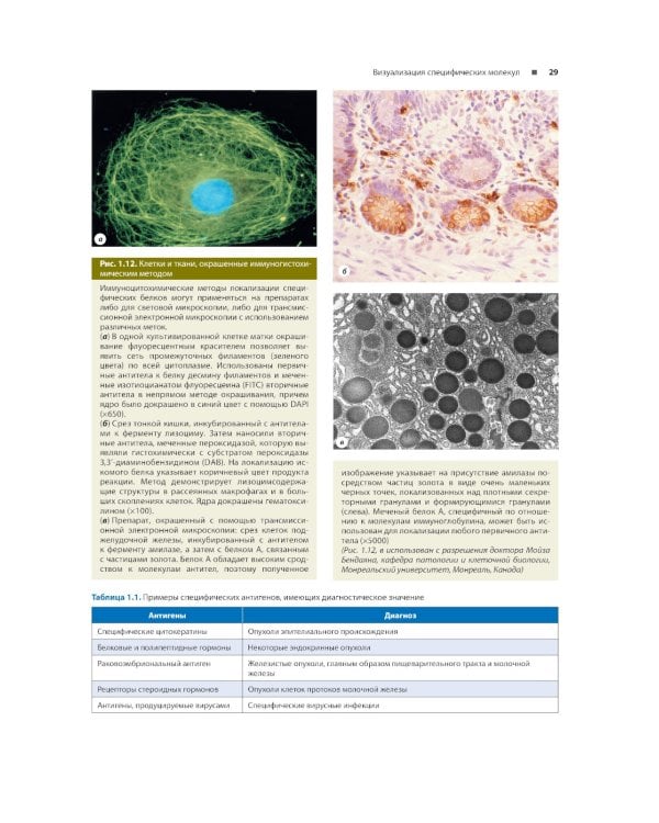 Гистология по Жункейре. Атлас: Учебное пособие