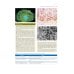 Гистология по Жункейре. Атлас: Учебное пособие