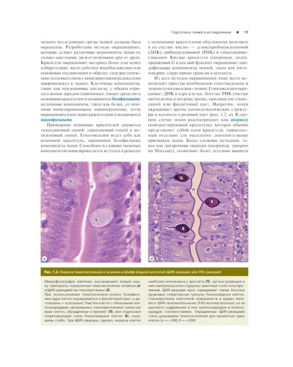 Гистология по Жункейре. Атлас: Учебное пособие