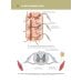 Анатомия человека. Атлас. В 3 т. Т. 3: Неврология, эстезиология
