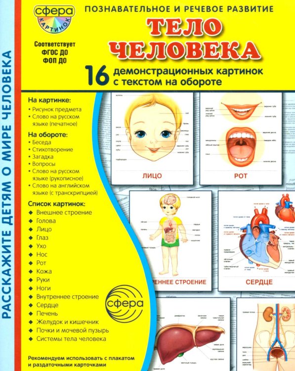 Тело человека. 16 демонстационных картинок с текстом на обороте