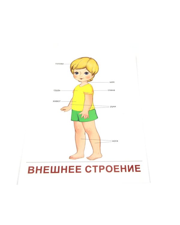 Тело человека. 16 демонстационных картинок с текстом на обороте