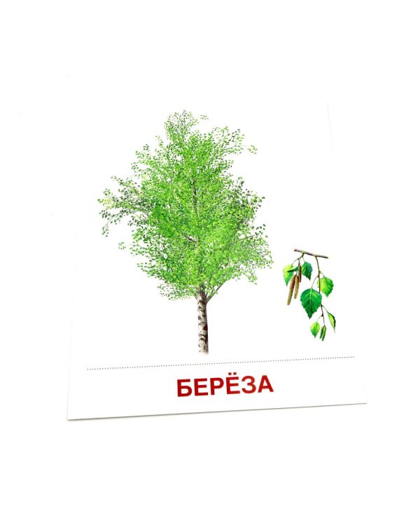Деревья и кустарники. 16 демонстрационных картинок с текстом на обороте
