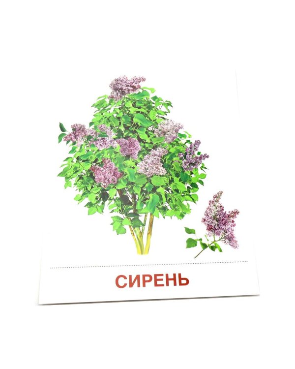 Деревья и кустарники. 16 демонстрационных картинок с текстом на обороте