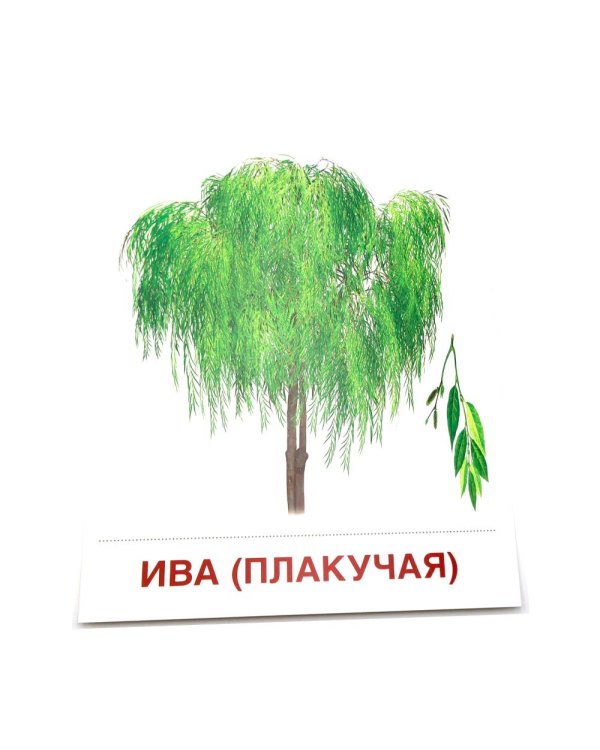 Деревья и кустарники. 16 демонстрационных картинок с текстом на обороте
