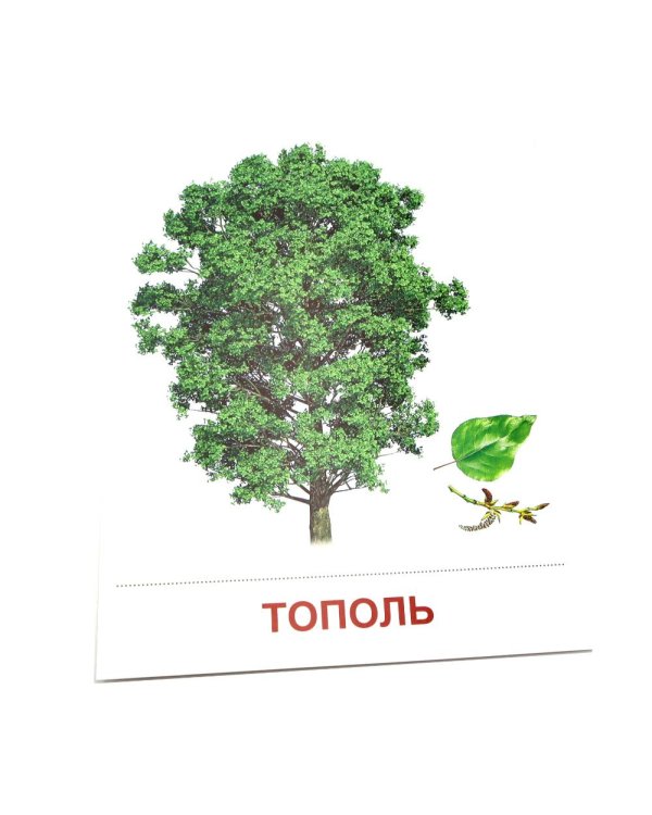 Деревья и кустарники. 16 демонстрационных картинок с текстом на обороте
