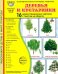 Деревья и кустарники. 16 демонстрационных картинок с текстом на обороте