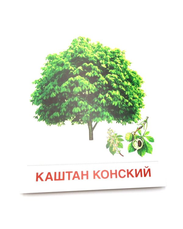 Деревья и кустарники. 16 демонстрационных картинок с текстом на обороте