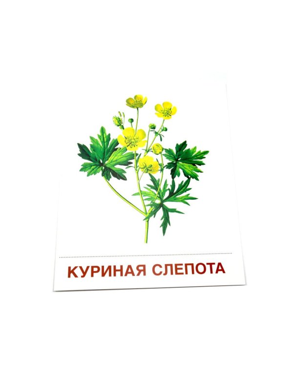 Цветы полевые. 16 демонстрационных картинок с текстом на обороте