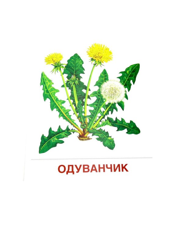 Цветы полевые. 16 демонстрационных картинок с текстом на обороте