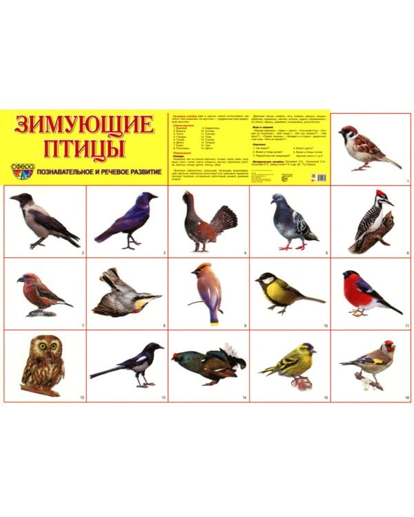 Демонстрационные картинки. Зимующие птицы: 16 демонстрационных картинок с текстом