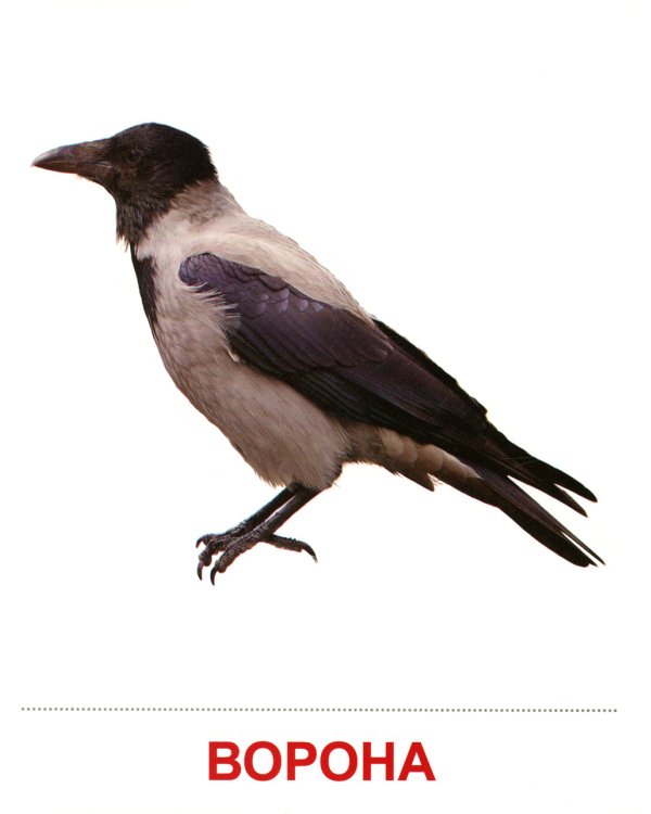 Демонстрационные картинки. Зимующие птицы: 16 демонстрационных картинок с текстом