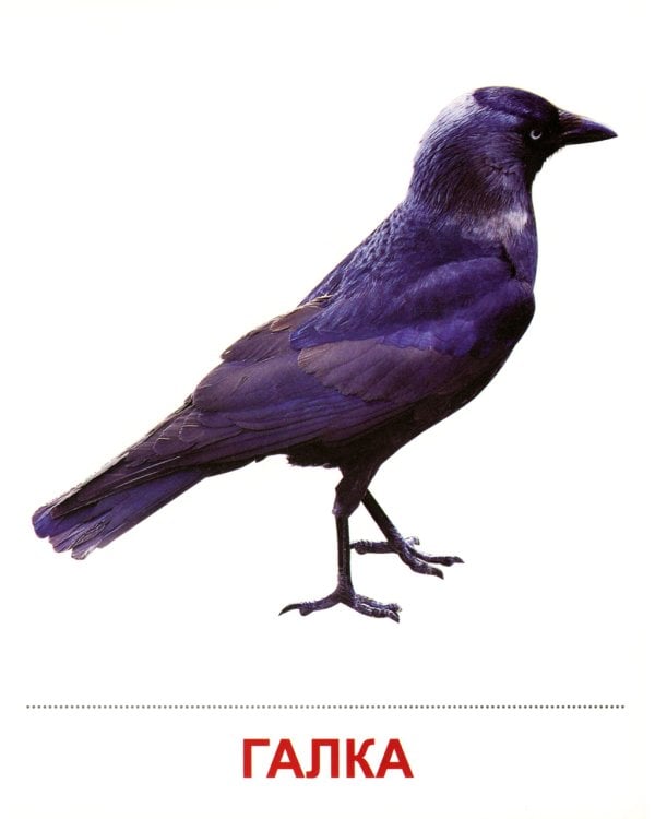 Демонстрационные картинки. Зимующие птицы: 16 демонстрационных картинок с текстом