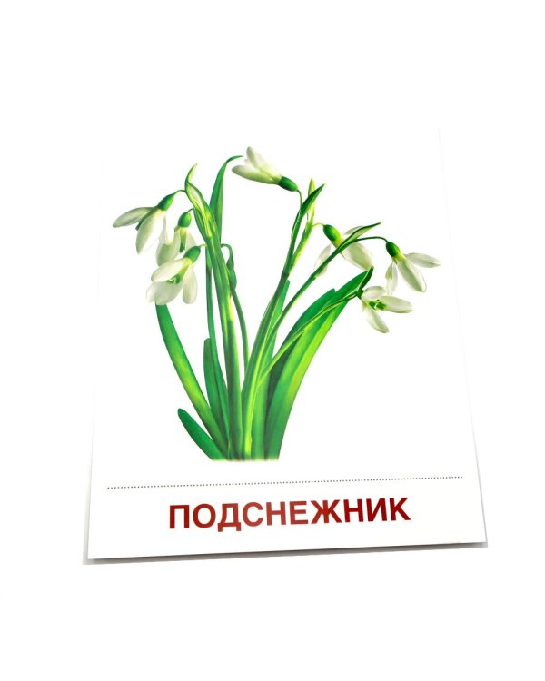 Цветы полевые. 16 демонстрационных картинок с текстом на обороте