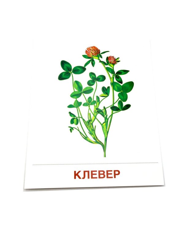 Цветы полевые. 16 демонстрационных картинок с текстом на обороте