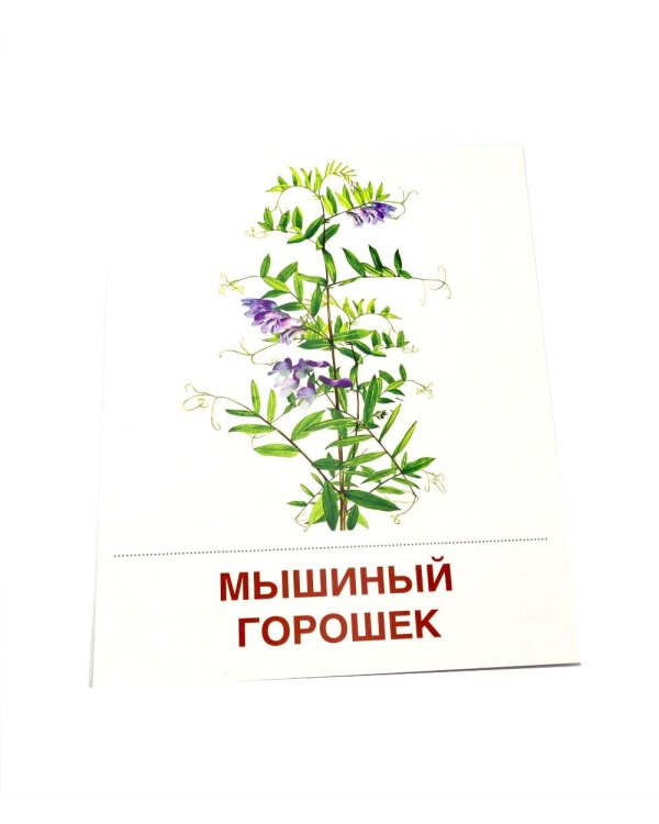 Цветы полевые. 16 демонстрационных картинок с текстом на обороте