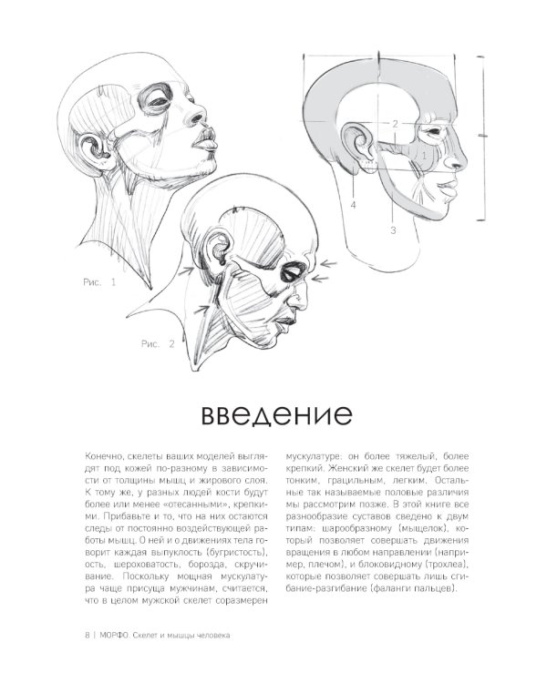 МОРФО. Скелет и мышцы человека: анатомия для художников