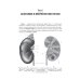 Клиническая нефрология: Учебное пособие Клиническая нефрология: Учебное пособие