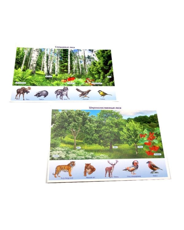 Природа России. 10 демонстрационных картинок А4 с беседами