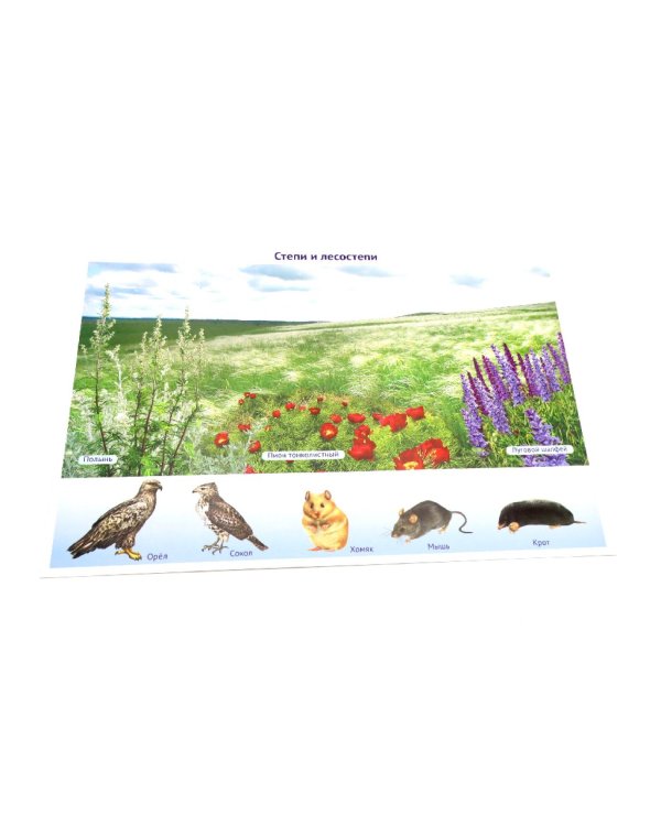 Природа России. 10 демонстрационных картинок А4 с беседами