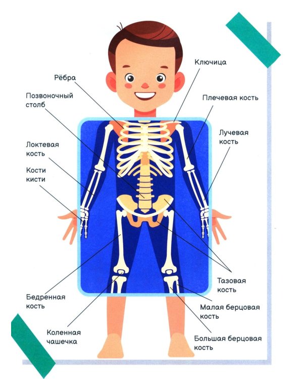 Я уже почти взрослый. Ответы на главные вопросы мальчика от 9 до 13 лет