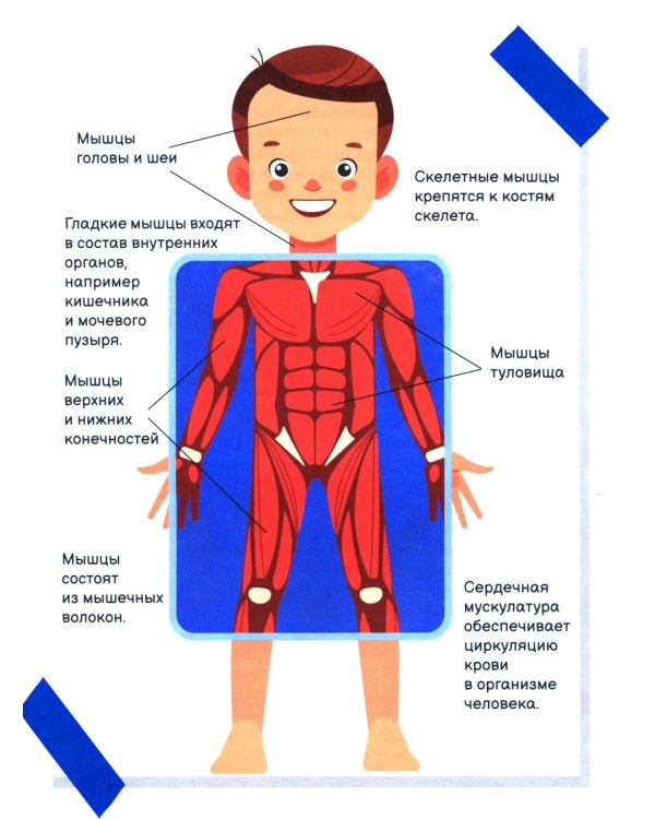 Я уже почти взрослый. Ответы на главные вопросы мальчика от 9 до 13 лет