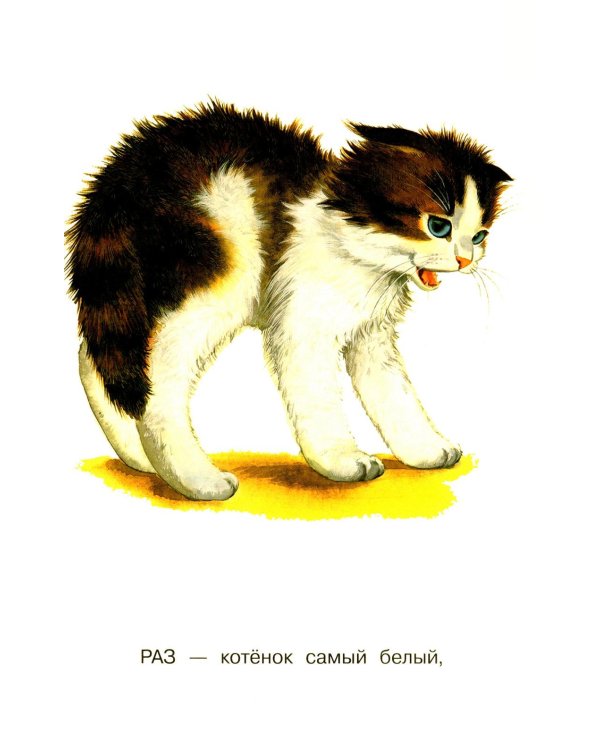 Котята
