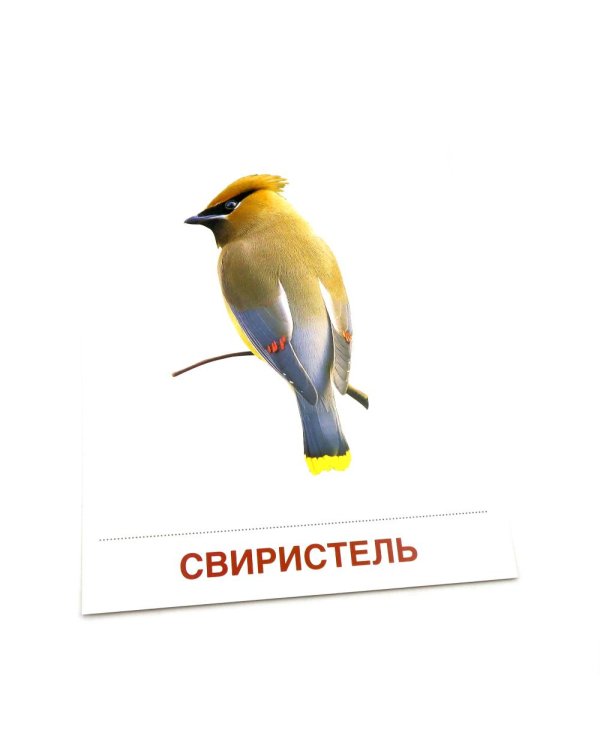 Зимующие птицы. 16 демонстрационных картинок с текстом на обороте